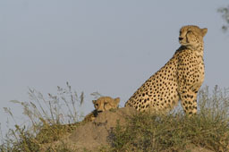 Sitting Cheetahs